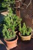 GROW-6441.jpg GROW-6441.jpg