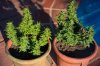 GROW-6459.jpg