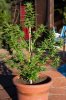 GROW-6447.jpg