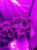 IMG_20170913_042201.jpg