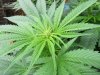 Della-mid-Sept-bud.jpg