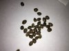 seed.JPG