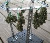 day 92 harvest 3.JPG