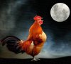 full-moon-rooster.jpg