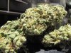 Bud-entry.jpg
