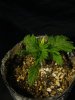 IMG_0471.jpg