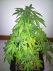 DSC00058.jpg