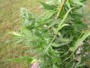 100_7657.jpg