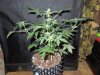 Mossys seeds 010.jpg