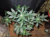 Mossys seeds 011.jpg