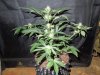 Mossys seeds 014.jpg