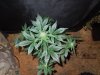 Mossys seeds 015.jpg
