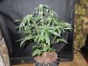Mossys seeds 019.jpg