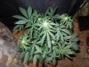 Mossys seeds 020.jpg