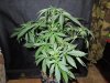 Mossys seeds 026.jpg