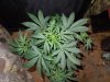 Mossys seeds 027.jpg