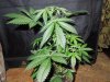 Mossys seeds 030.jpg