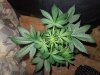 Mossys seeds 031.jpg