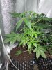 Mossys seeds 037.jpg
