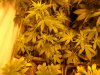 White Sirius 1 day30.jpg