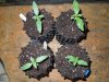 Mossys seeds 006.jpg