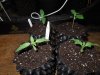 Mossys seeds 007.jpg