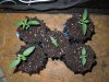 Mossys seeds 008.jpg