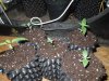 Mossys seeds 009.jpg