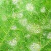 powderymildew_300.jpg