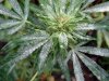 powdery mildew.jpg