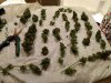 IMG_20170918_055407388.jpg