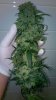10-3 Bud Pre Trim.jpg