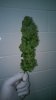 10-3 bud trimmed.jpg