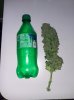 10-3 bud 1.jpg