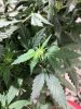 IMG_20171008_121414.jpg