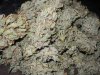 Chemdogging finished dry.JPG