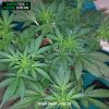 171013Royal+dwarf+w+nutes.jpg