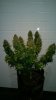 10-17 BDM #2 pre chop.jpg