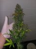 10-17 Bud.jpg