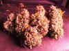 auto buds 2.jpg