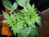 100_0459.jpg