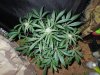 Mossys seeds 002.jpg