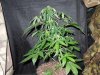 Mossys seeds 008.jpg