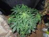 Mossys seeds 013.jpg
