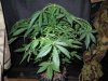 Mossys seeds 016.jpg