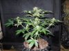 Mossys seeds 019.jpg