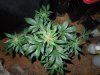 Mossys seeds 020.jpg