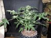 Mossys seeds 026.jpg