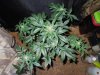 Mossys seeds 027.jpg