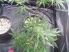 first upload 179.jpg